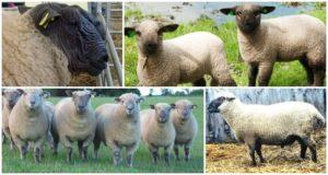 Description and characteristics of Hampshire sheep, rules of keeping