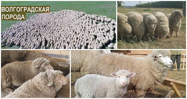 many sheeps