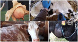 Αιτίες και σημάδια αποστήματος σε αγελάδα, επεξεργασία και πρόληψη βοοειδών