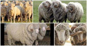 Descrizione e caratteristiche delle pecore di razza Stavropol, dieta e allevamento