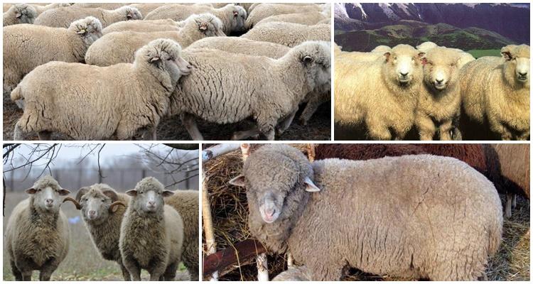 Stavropolské plemeno ovcí