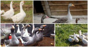 תיאור המאפיינים של אווזים אפורים ולבנים באורל, גידול גזע