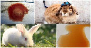 Perché l'urina del coniglio è diventata rossa e cosa fare, misure preventive