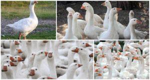 Mga paglalarawan at katangian ng Danish Legard geese breed, mga patakaran sa pag-aanak