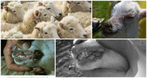 Koyunların bulaşıcı ektimasının belirtileri ve tedavi edilmekten çok bir virüs patojeni