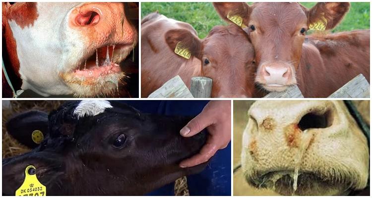príznaky stomatitídy krav