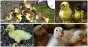 Зашто патке не једу добро и не расту, разлози и шта треба радити