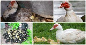 Opis rasy kaczek niemych i hodowli w domu dla początkujących