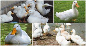 Description and characteristics of Cherry Valley ducks, breeding and care