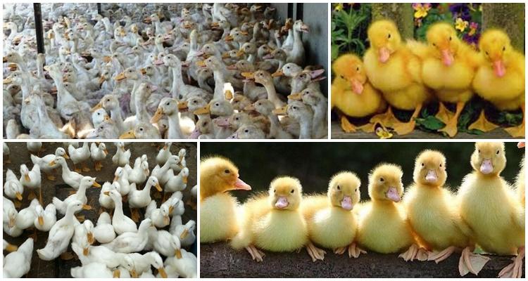 many ducklings