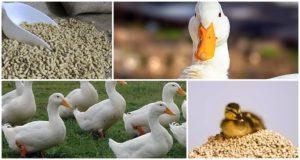 Čo je lepšie kŕmiť kačice doma pre rýchly rast pre začiatočníkov