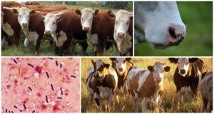 العامل المسبب وأعراض الجمرة المنتفخة في الأبقار ، علاج الإيمكار