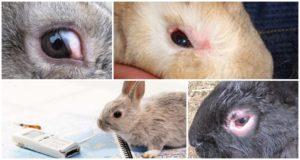 Prečo králiky môžu zaplaviť oči a ako sa majú liečiť doma