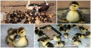 Do I need to take the ducklings from the Indo-duck and further actions after hatching