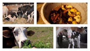 Comment nourrir correctement une vache à la maison avant et après le vêlage