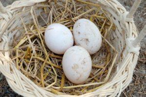 How many eggs can be placed under the indoctuka and will the clutch of other birds survive