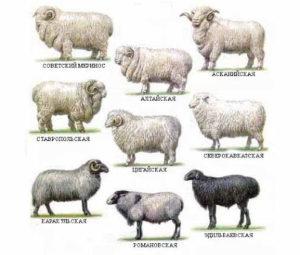 Names and characteristics of Georgian sheep breeds, which one is better to choose
